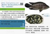 淡水石斑鱼