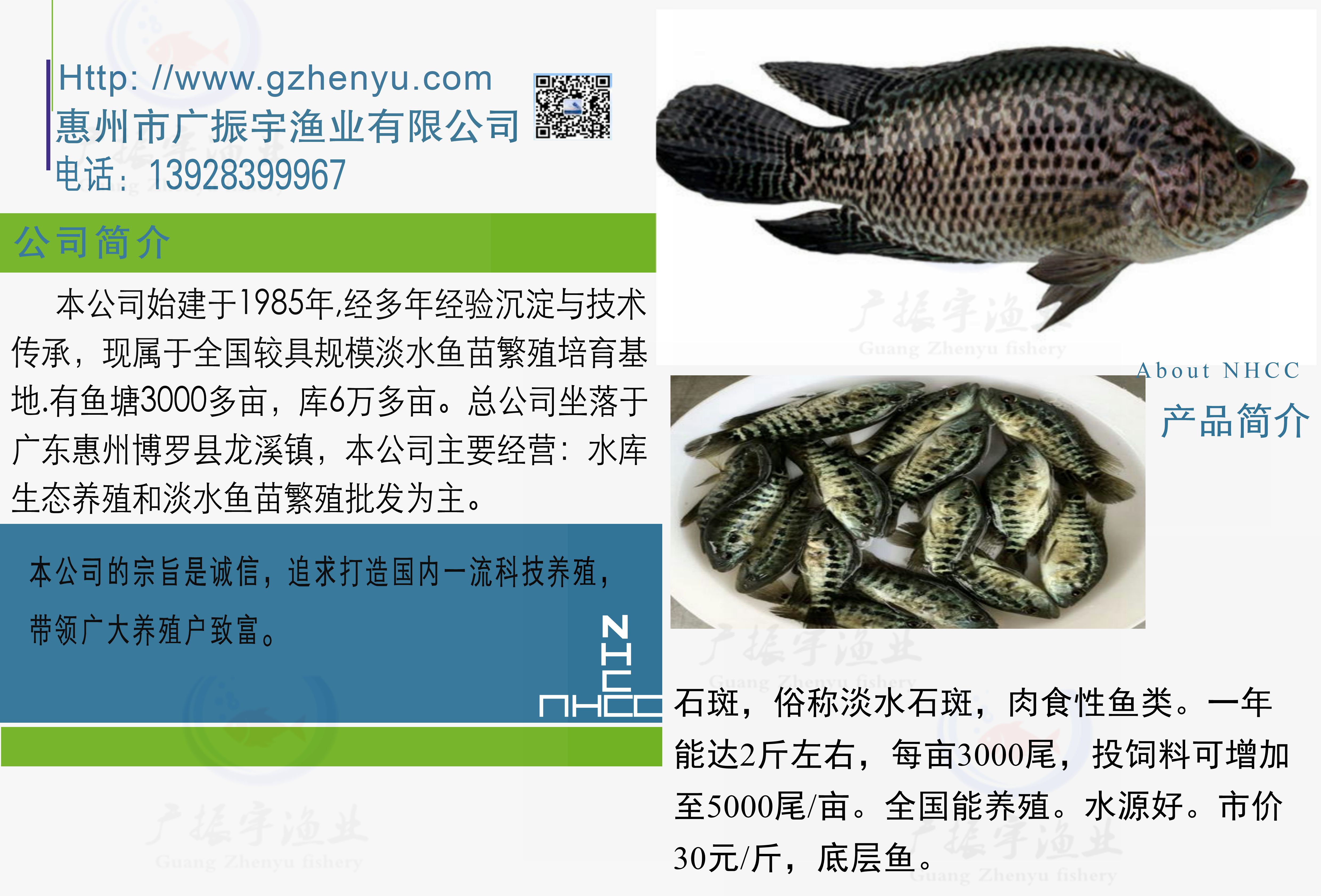 淡水石斑鱼