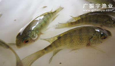罗非鱼鱼苗