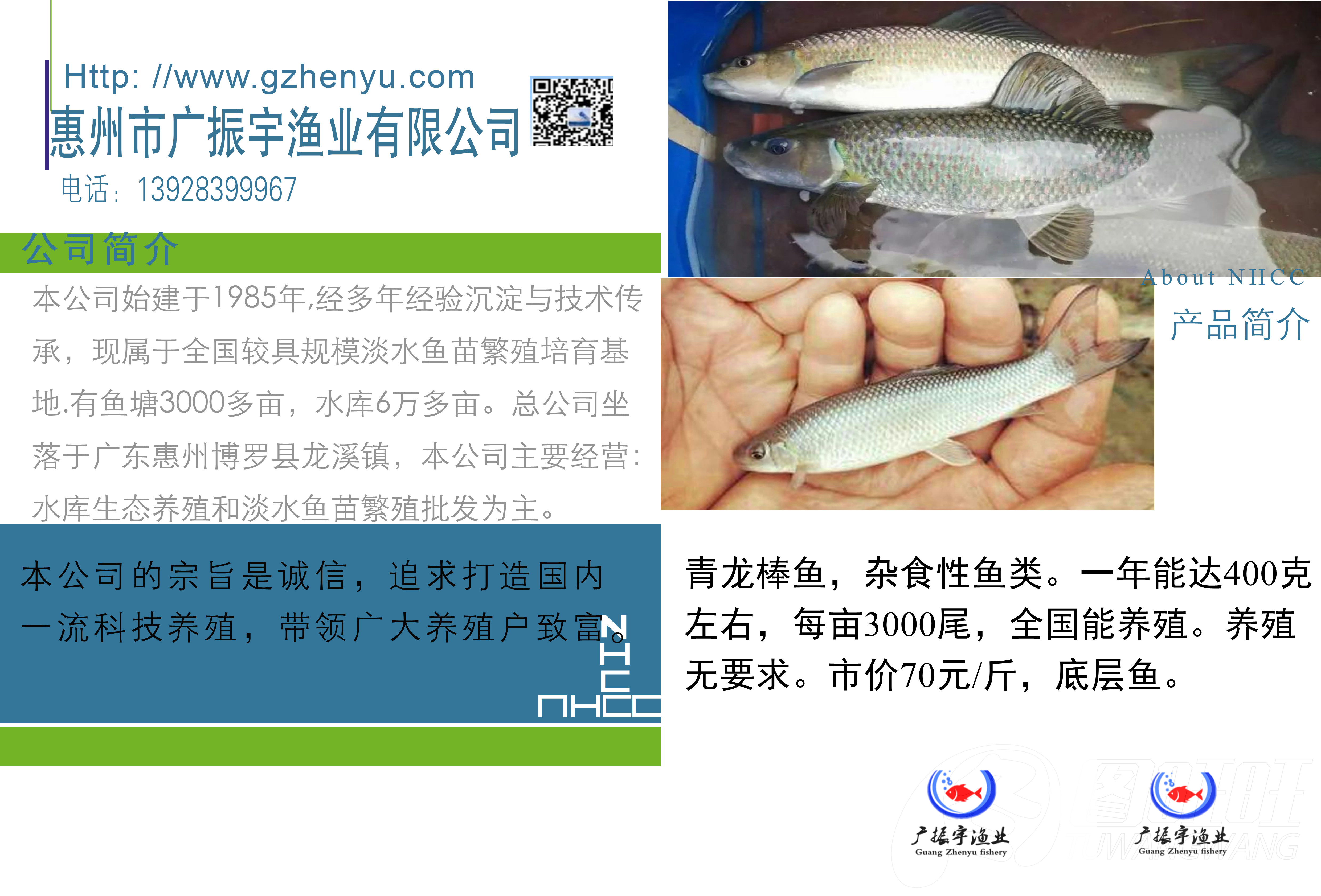 青龙棒鱼