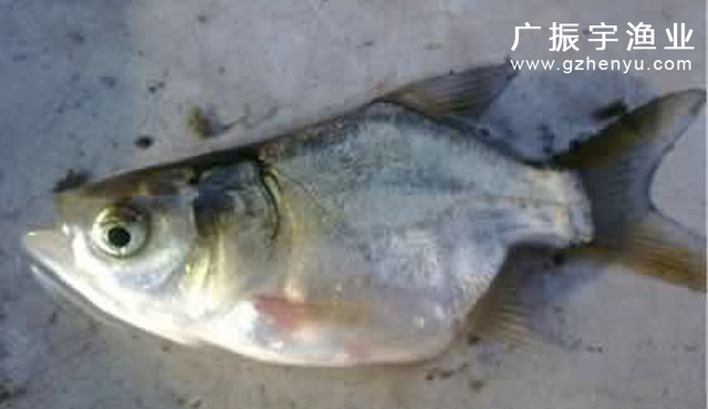 缩骨大头鱼苗