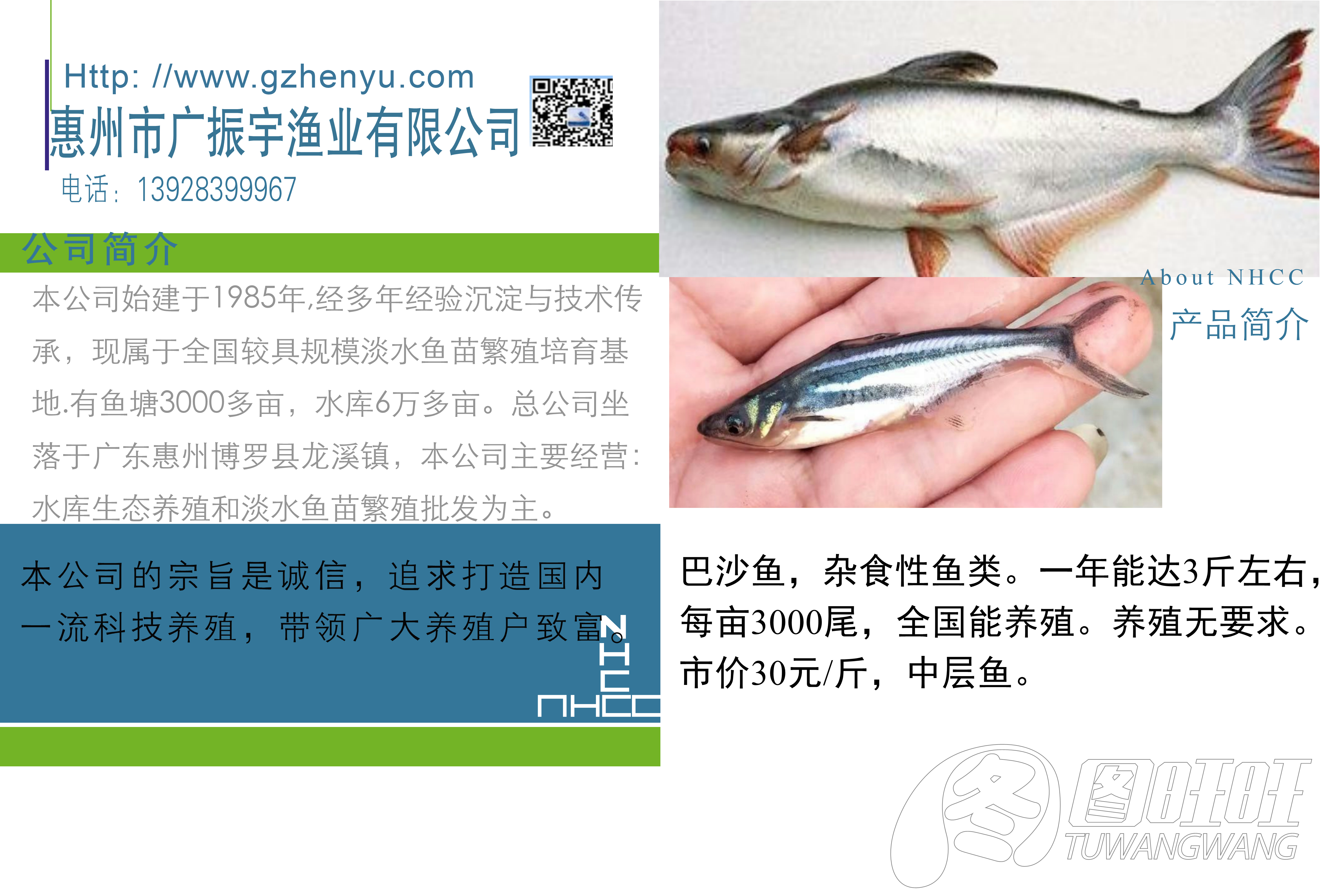 巴沙鱼