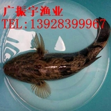 文章附图