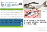 巴沙鱼