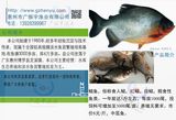 鲳鱼