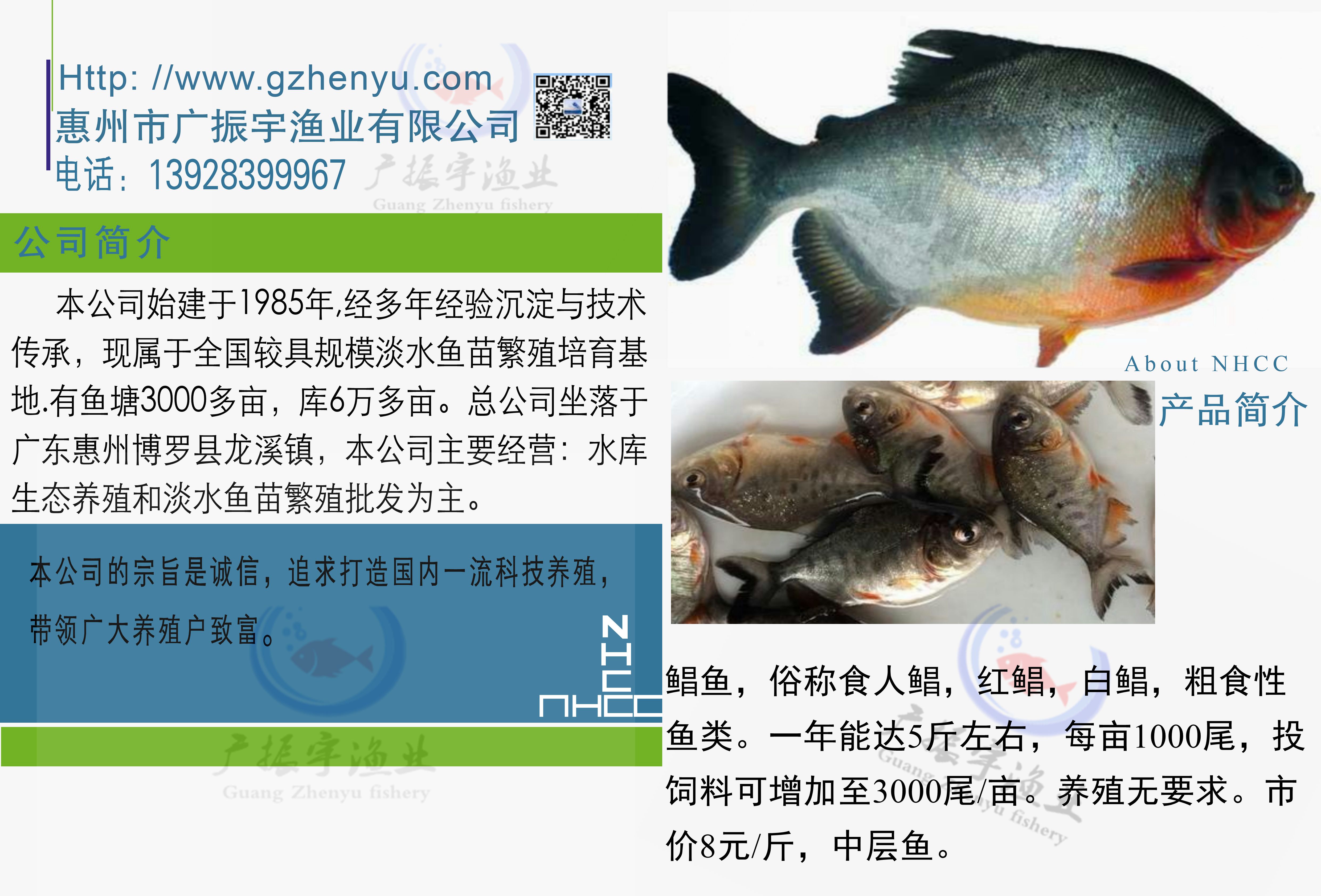 鲳鱼