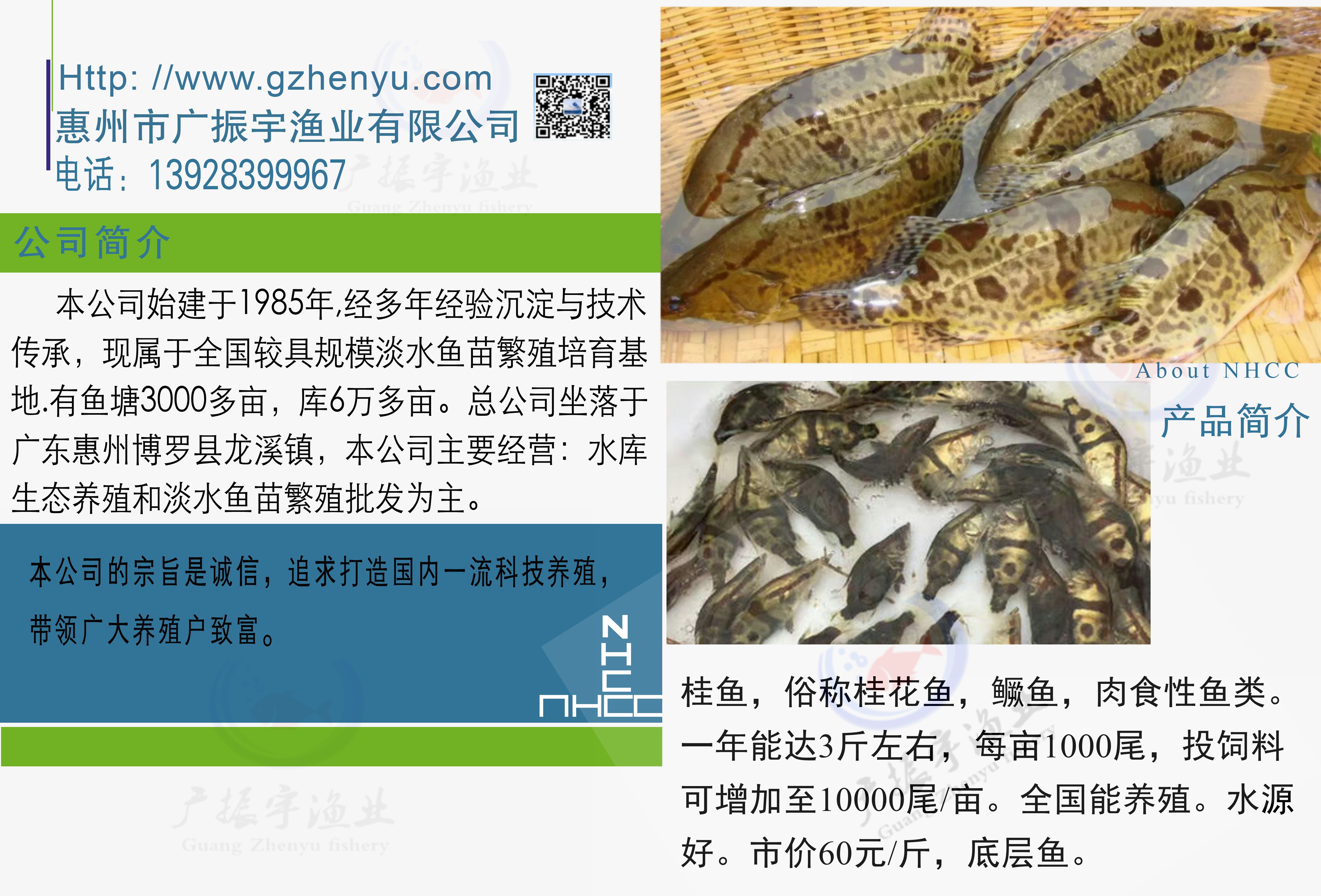 桂花鱼