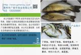 丁贵鱼