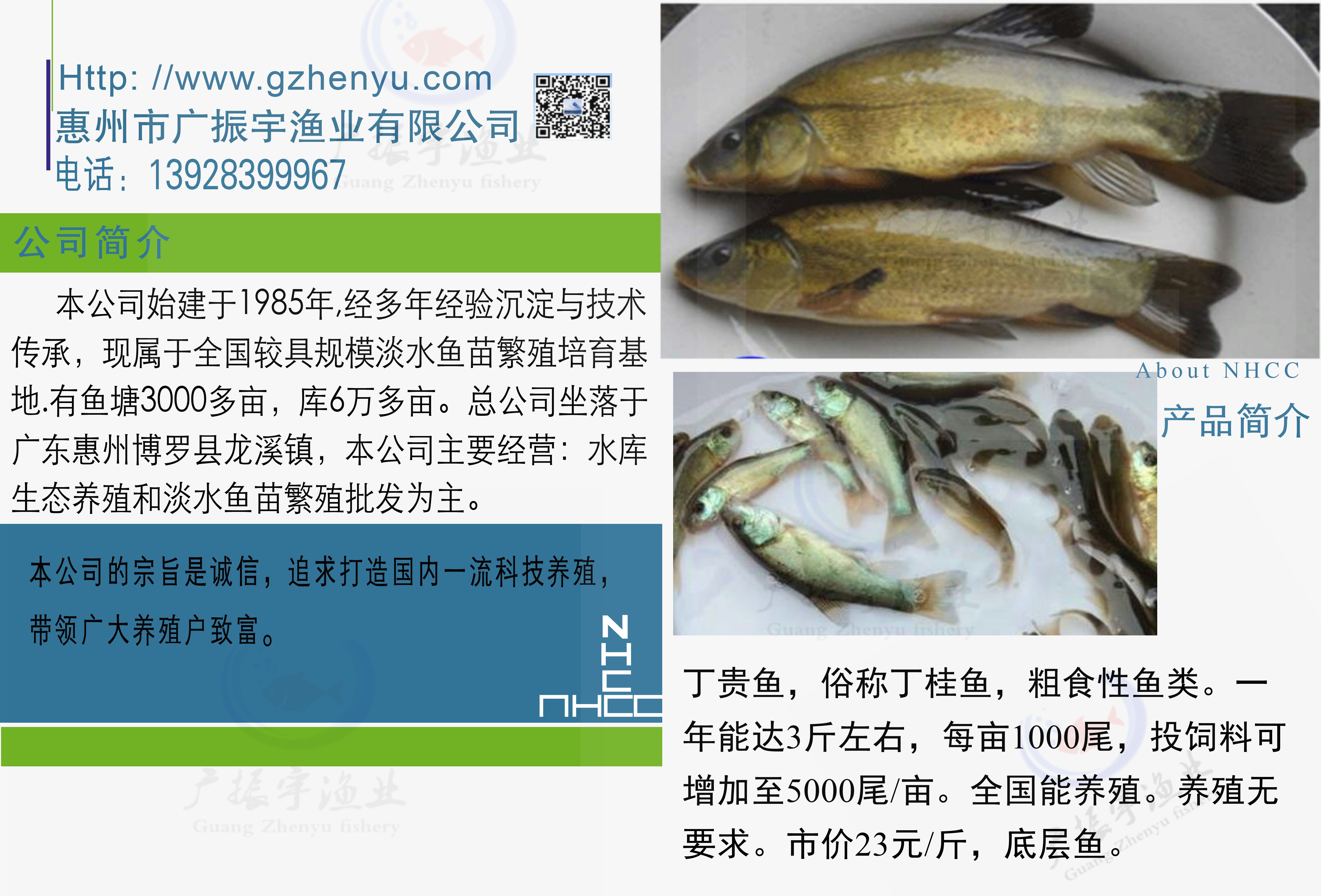 丁贵鱼