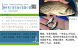 鲫鱼