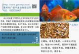红鲤鱼