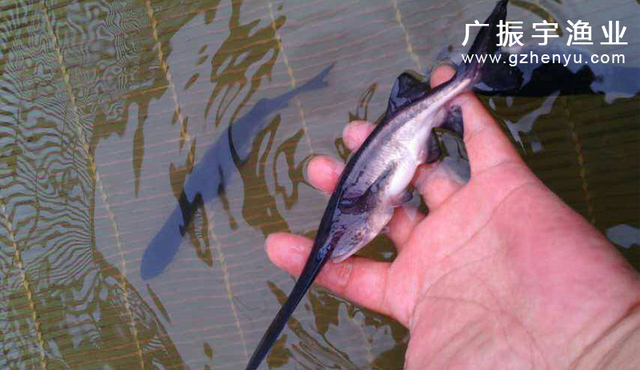 鸭嘴鱼鱼苗