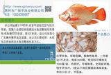 红罗非
