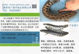 黑鱼