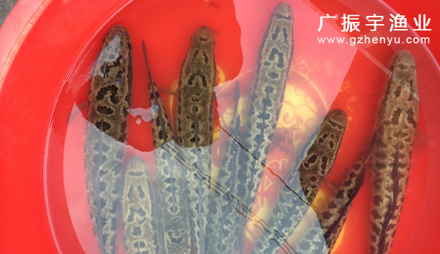 生鱼鱼苗