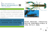 澳洲龙虾