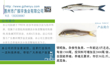 银鳕鱼