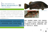斑桂鱼