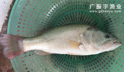 鲈鱼鱼苗