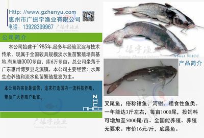 叉尾鱼
