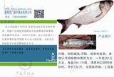白鲢