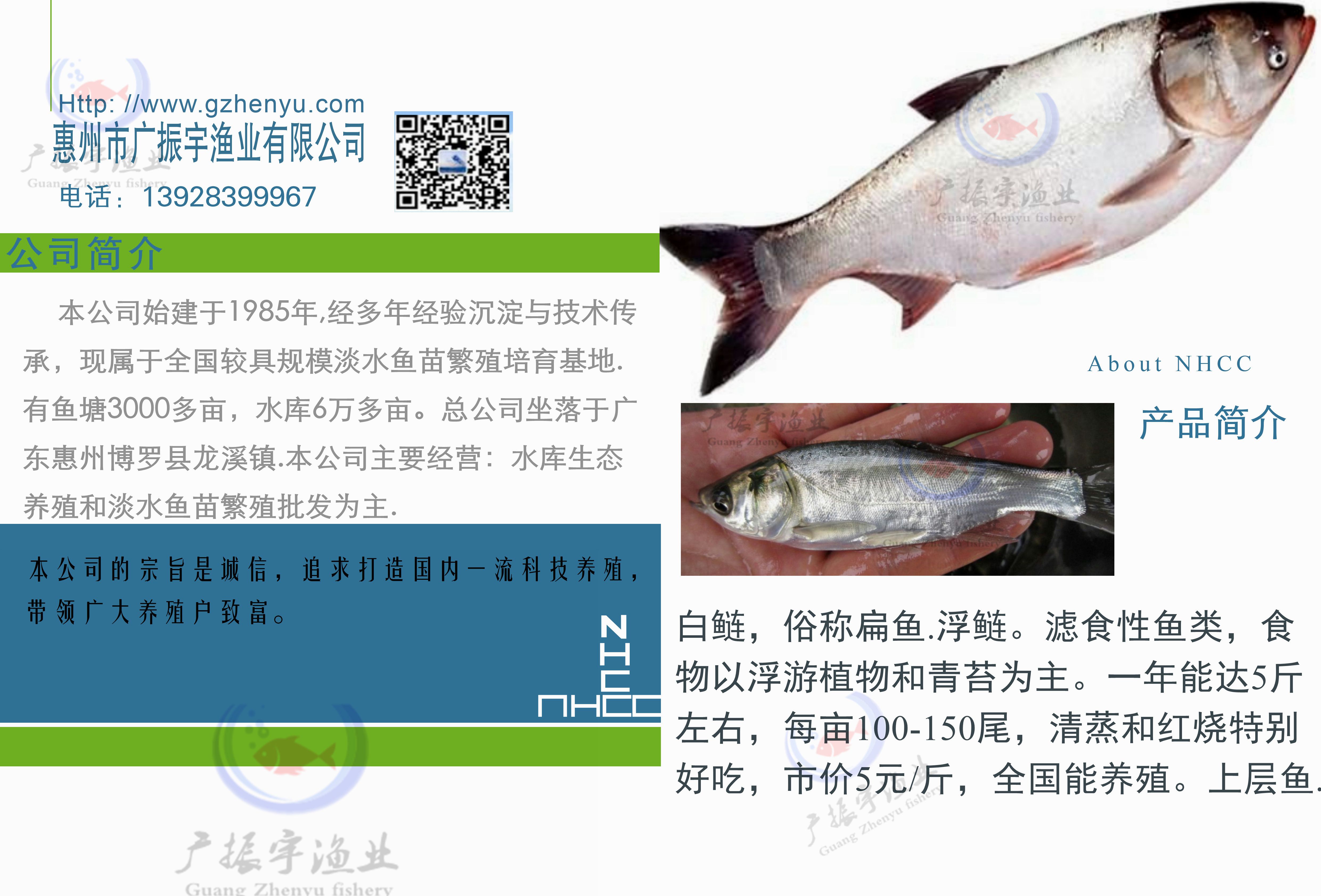 白鲢