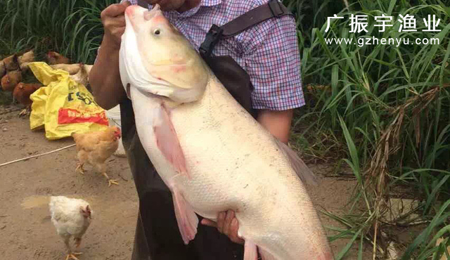 鲢鱼鱼苗